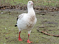 Andean Goose